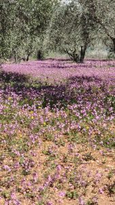 צילום: שירה טסלר