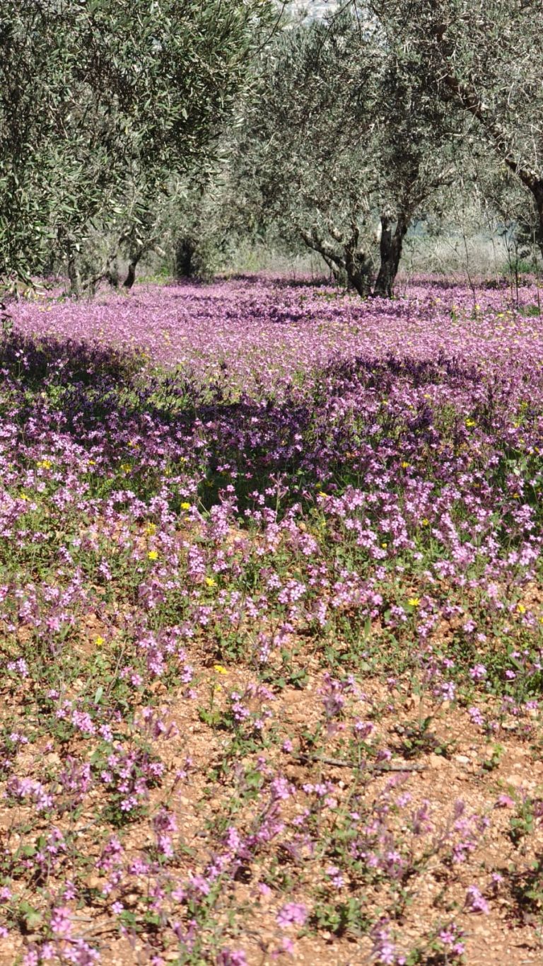 צילום: שירה טסלר